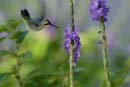 2459_CostaRica_Monteverde_