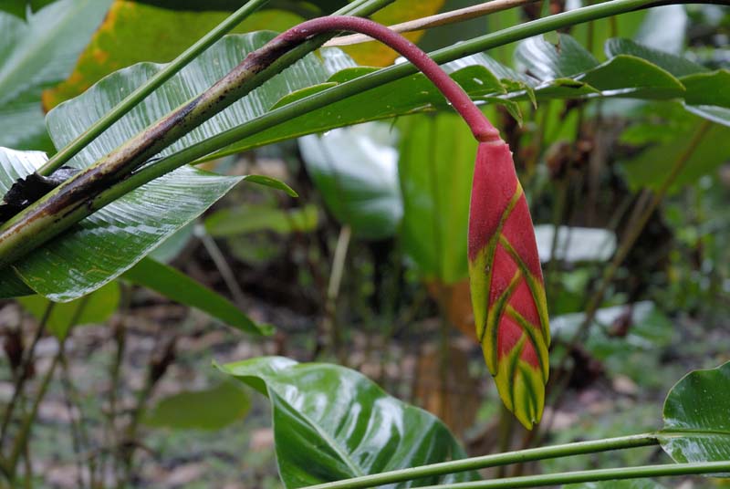 0454_CostaRica_Tirimbina_
