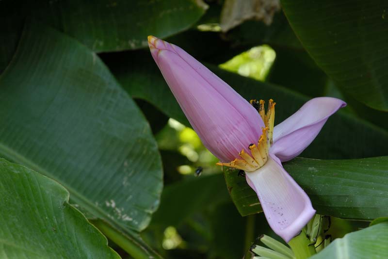 2578_CostaRica_Carara_