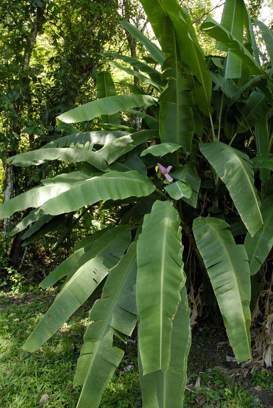 2579_CostaRica_Carara_