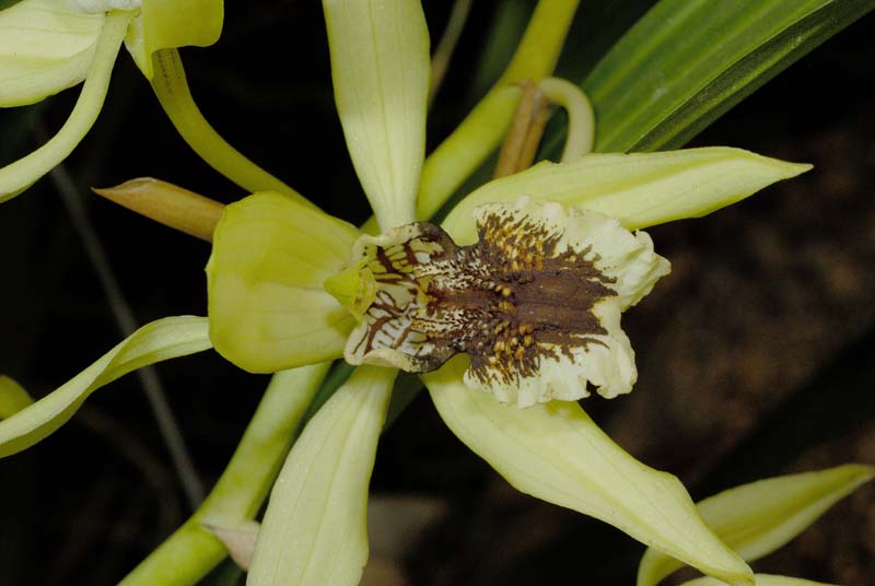 3540_CostaRica_Jardins_Lankester_Orchidees_
