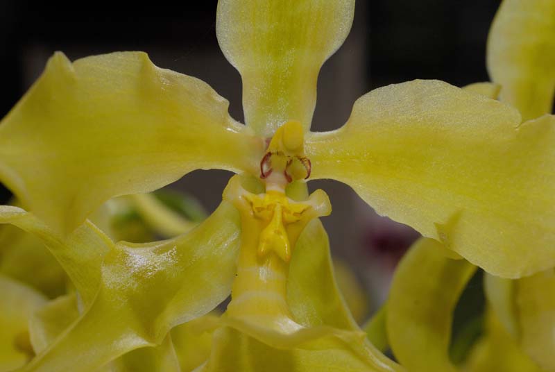 3561_CostaRica_Jardins_Lankester_Orchidees_
