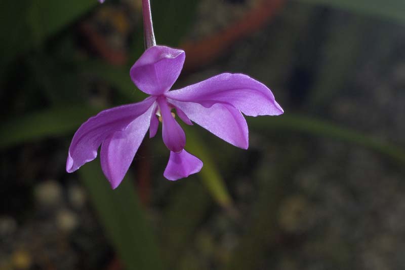 3567_CostaRica_Jardins_Lankester_Orchidees_