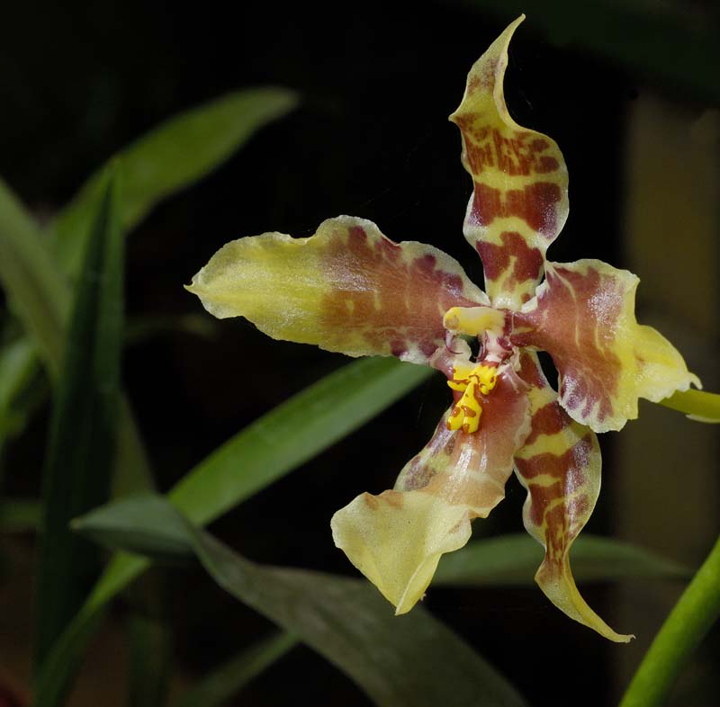 3584_CostaRica_Jardins_Lankester_Orchidees_