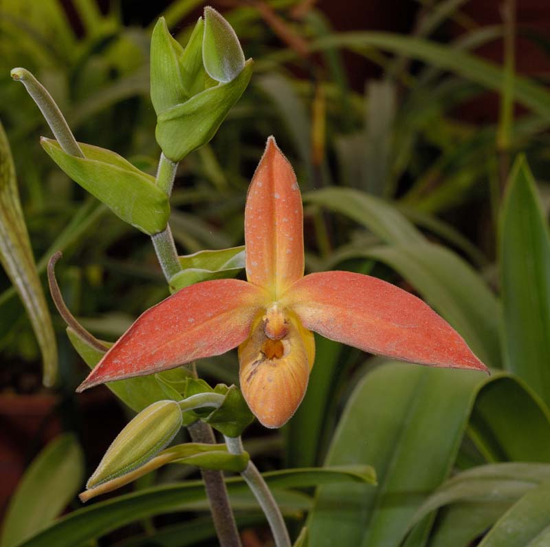 3592_CostaRica_Jardins_Lankester_Orchidees_