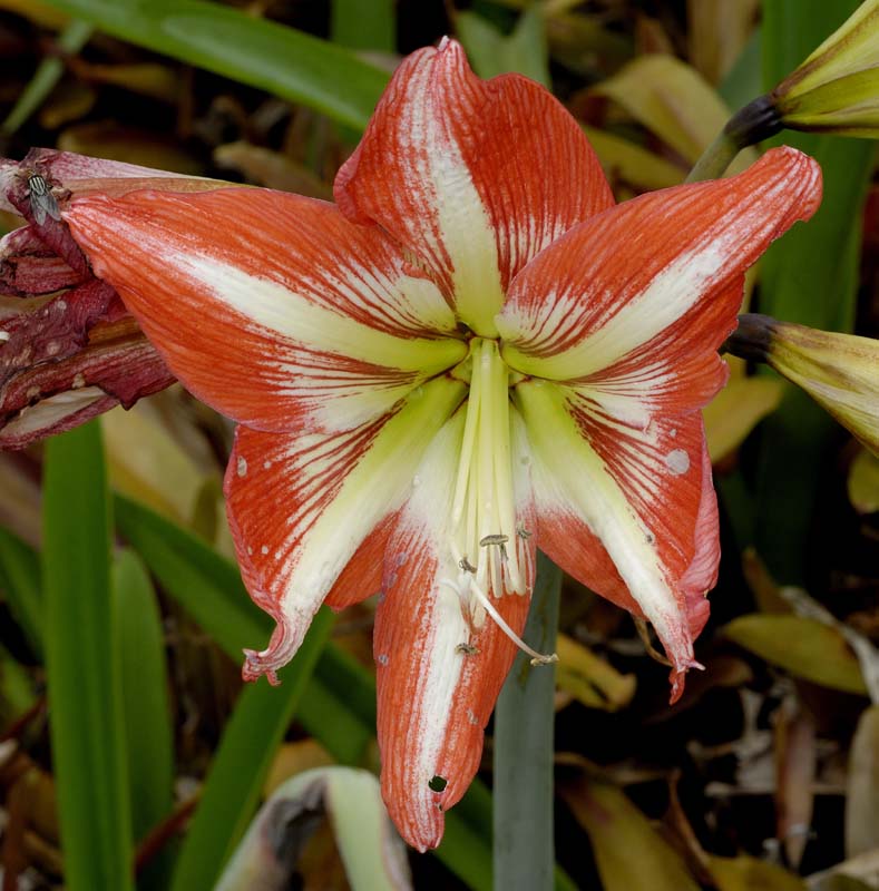 3627_CostaRica_Jardins_Lankester_