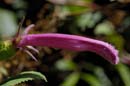 0073_CostaRica_Volcan_POAS_