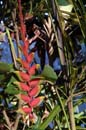 2887_CostaRica_Parc_Manuel_Antonio_