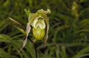 3600_CostaRica_Jardins_Lankester_Orchidees_