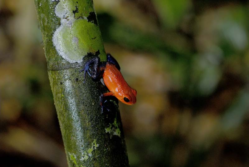 0511_CostaRica_Tirimbina_Dendrobate_pumilio_