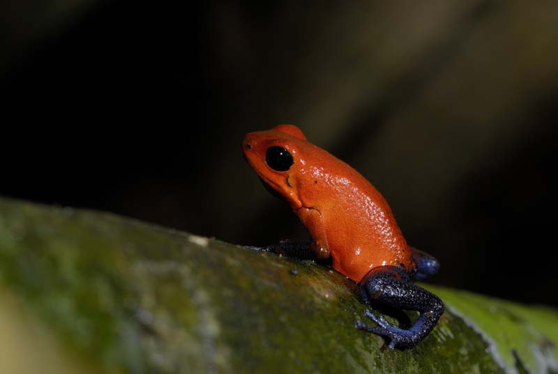 0579_CostaRica_Tirimbina_Dendrobate_pumilio_