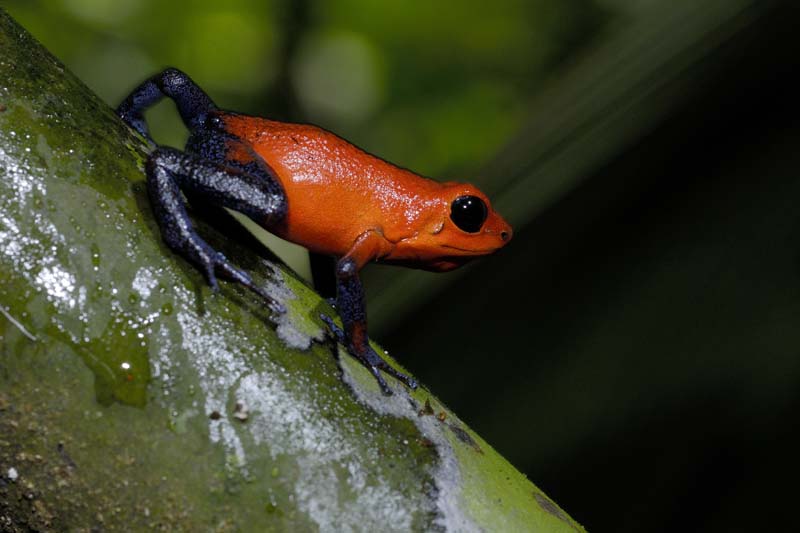 0585_CostaRica_Tirimbina_Dendrobate_pumilio_
