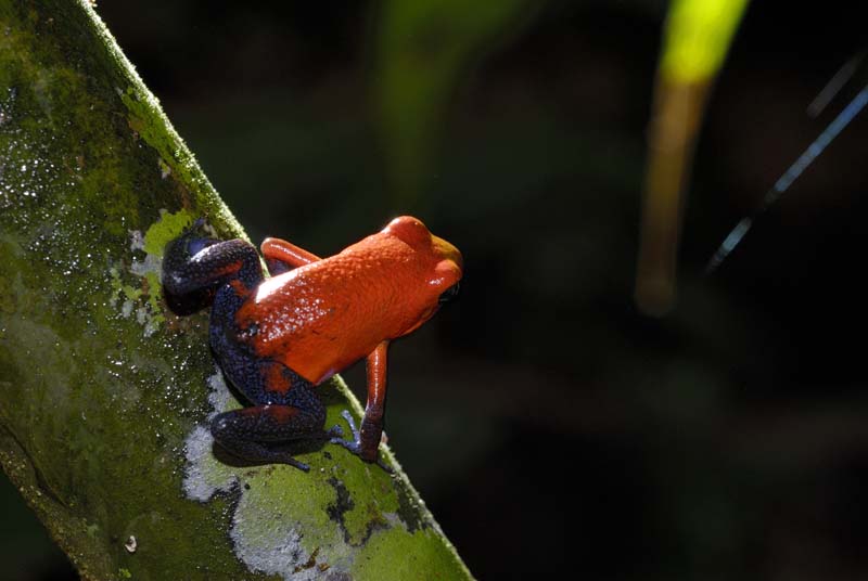 0589_CostaRica_Tirimbina_Dendrobate_pumilio_