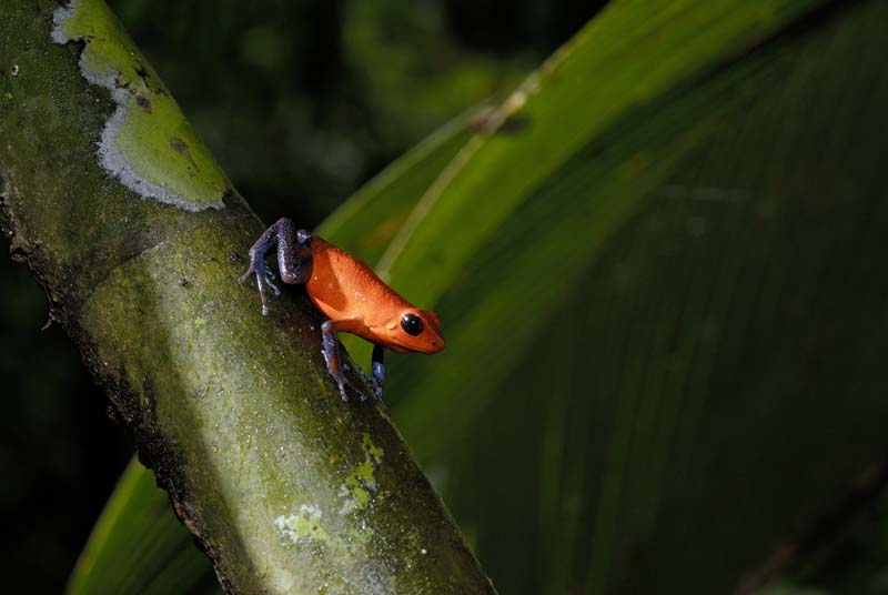 0594_CostaRica_Tirimbina_Dendrobate_pumilio_