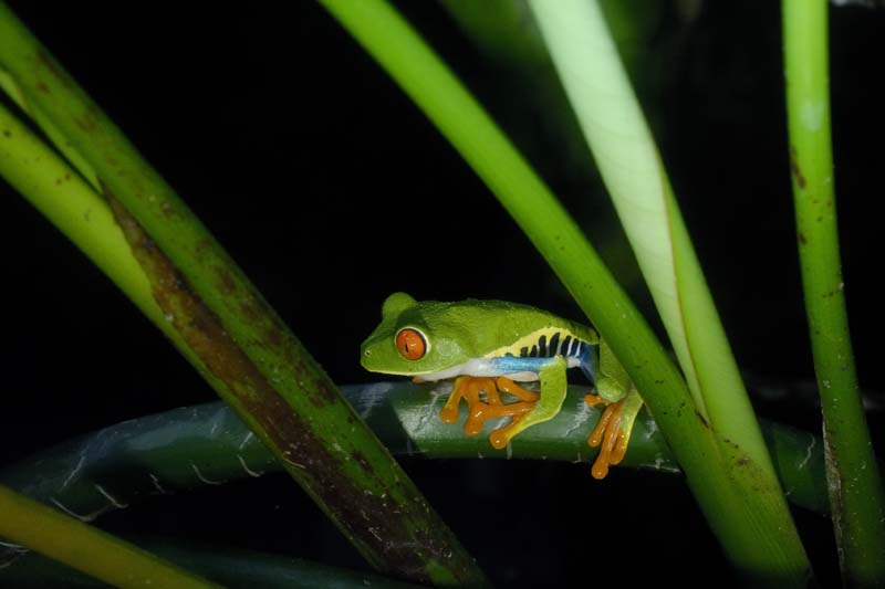 2247_CostaRica_Monteverde_Rainette_aux_yeux_rouges_