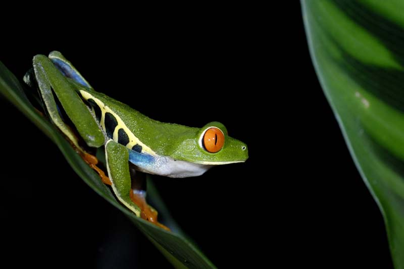 2256_CostaRica_Monteverde_Rainette_aux_yeux_rouges_
