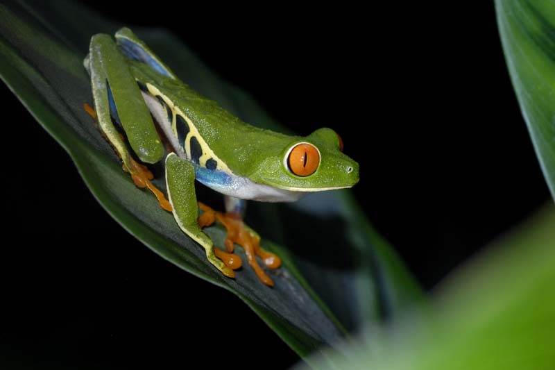 2260_CostaRica_Monteverde_Rainette_aux_yeux_rouges_