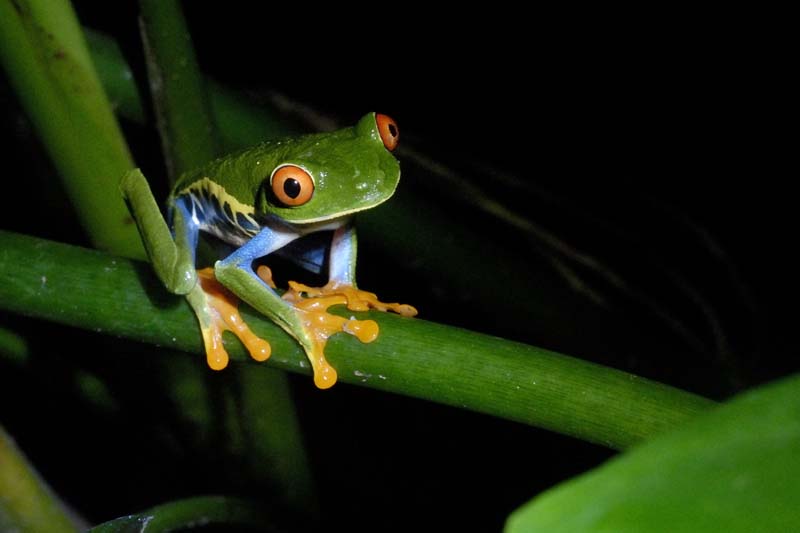 2310_CostaRica_Monteverde_Rainette_aux_yeux_rouges_