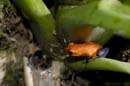 0481_CostaRica_Tirimbina_Dendrobate_pumilio_