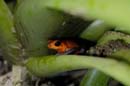 0490_CostaRica_Tirimbina_Dendrobate_pumilio_