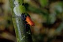 0511_CostaRica_Tirimbina_Dendrobate_pumilio_