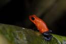 0579_CostaRica_Tirimbina_Dendrobate_pumilio_
