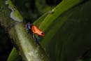 0594_CostaRica_Tirimbina_Dendrobate_pumilio_
