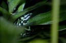2219_CostaRica_Monteverde_Dendrobate_auratus