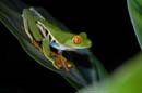 2260_CostaRica_Monteverde_Rainette_aux_yeux_rouges_