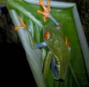 2267_CostaRica_Monteverde_Rainette_aux_yeux_rouges_