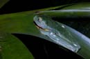 2274_CostaRica_Monteverde_