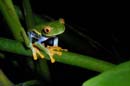 2310_CostaRica_Monteverde_Rainette_aux_yeux_rouges_