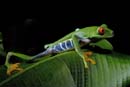 2318_CostaRica_Monteverde_Rainette_aux_yeux_rouges_