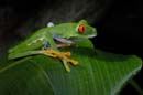2321_CostaRica_Monteverde_Rainette_aux_yeux_rouges_