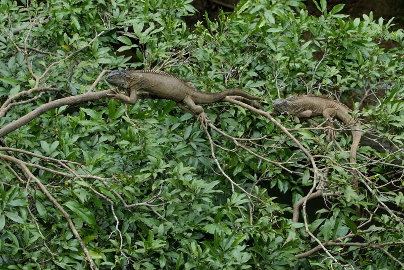 0642_CostaRica_Cordillere_Centrale_