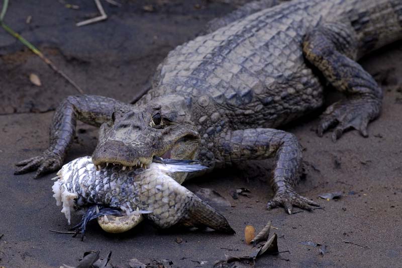 0977_CostaRica_Cano_Negro_Crocodile_