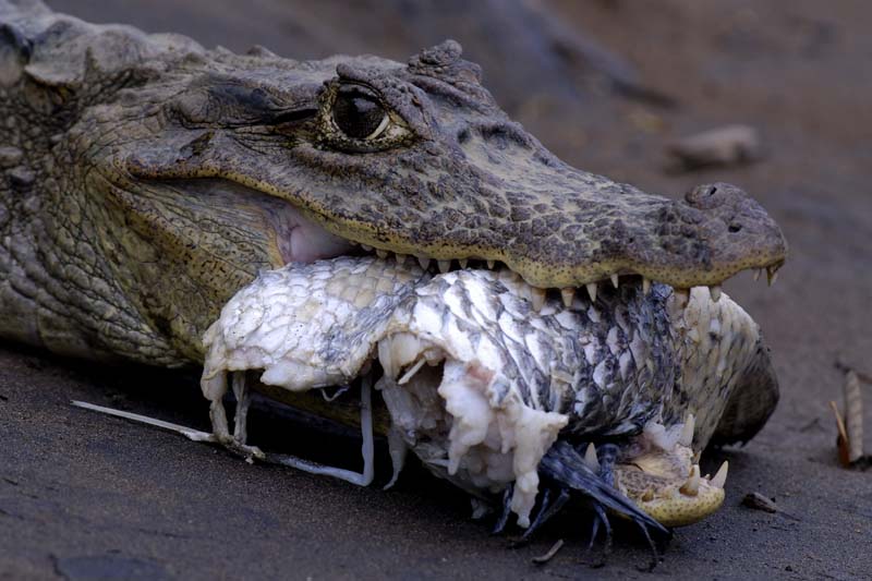 0984_CostaRica_Cano_Negro_Crocodile_