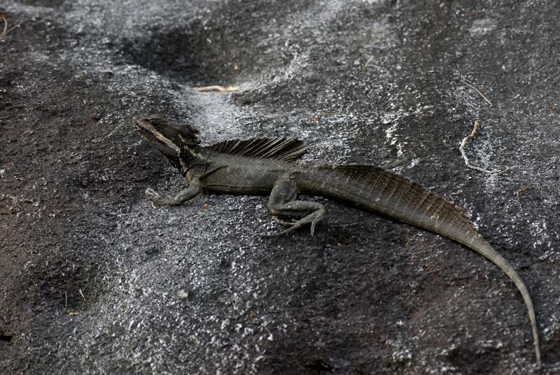 1448_CostaRica_Rincon_de_la_Viejas_Basilis_brun_