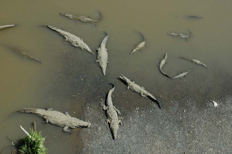 2557_CostaRica_crocodiles_sur_le