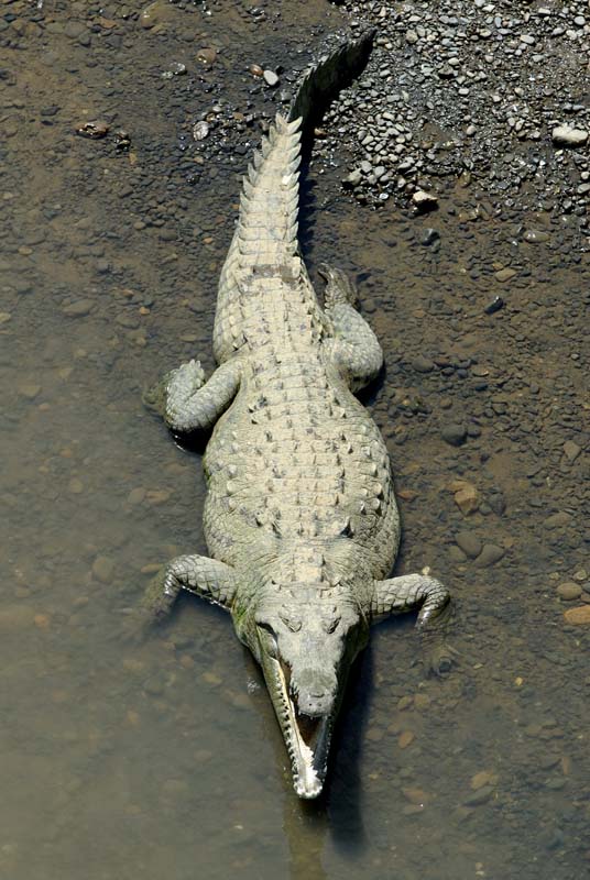 2562_CostaRica_crocodiles_sur_le