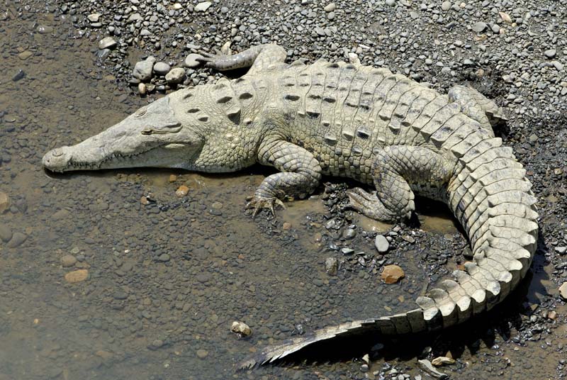 2566_CostaRica_crocodiles_sur_le