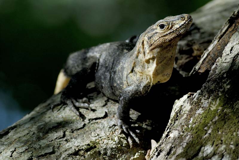 2916_CostaRica_Parc_Manuel_Antonio_Iguane_