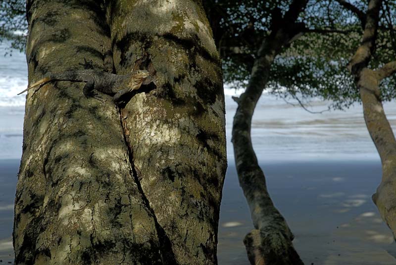 2917_CostaRica_Parc_Manuel_Antonio_Iguane_