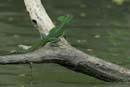 0791_CostaRica_Cano_Negro_Basilisc_vert_