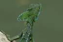 0798_CostaRica_Cano_Negro_Basilisc_vert_