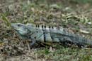 1643_CostaRica_Rincon_de_la_Viejas_Iguane_