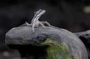 2055_CostaRica_Palo_Verde_Basilisc_brun_