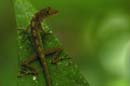 2607_CostaRica_Carara_Anolis_