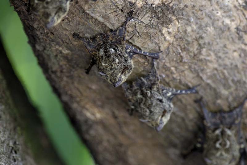 1020_CostaRica_Cano_Negro_Chauve_souris_