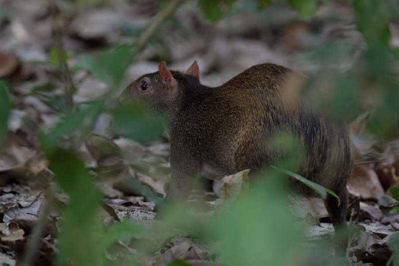 1656_2938_CostaRica_Parc_Manuel_Antonio_Aguti_